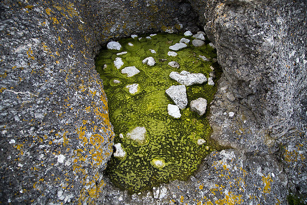 algea in rock