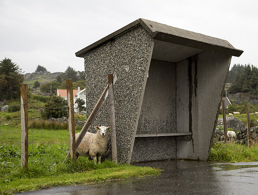 sheep at the bus stop