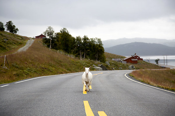goat in the middle of the road