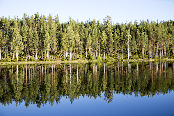 swedish tree reflection