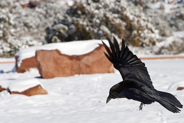 black crow on white snow