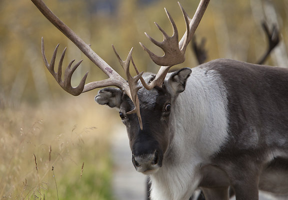reindeer close up