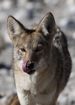 coyote lick